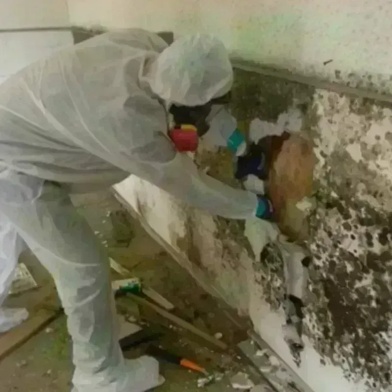 Mold Remediation and Removal in Gray, LA